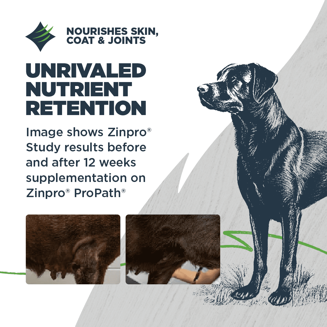 Blackwood Dry Dog Food Lean/Senior Chicken Meal with Ancient Grains 24 lb.