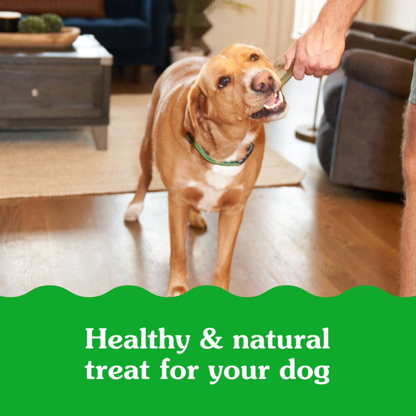 Greenies Smartbites Immune Support Crunchy & Soft Dog Treats, Chicken Flavor, 8 Oz Pack