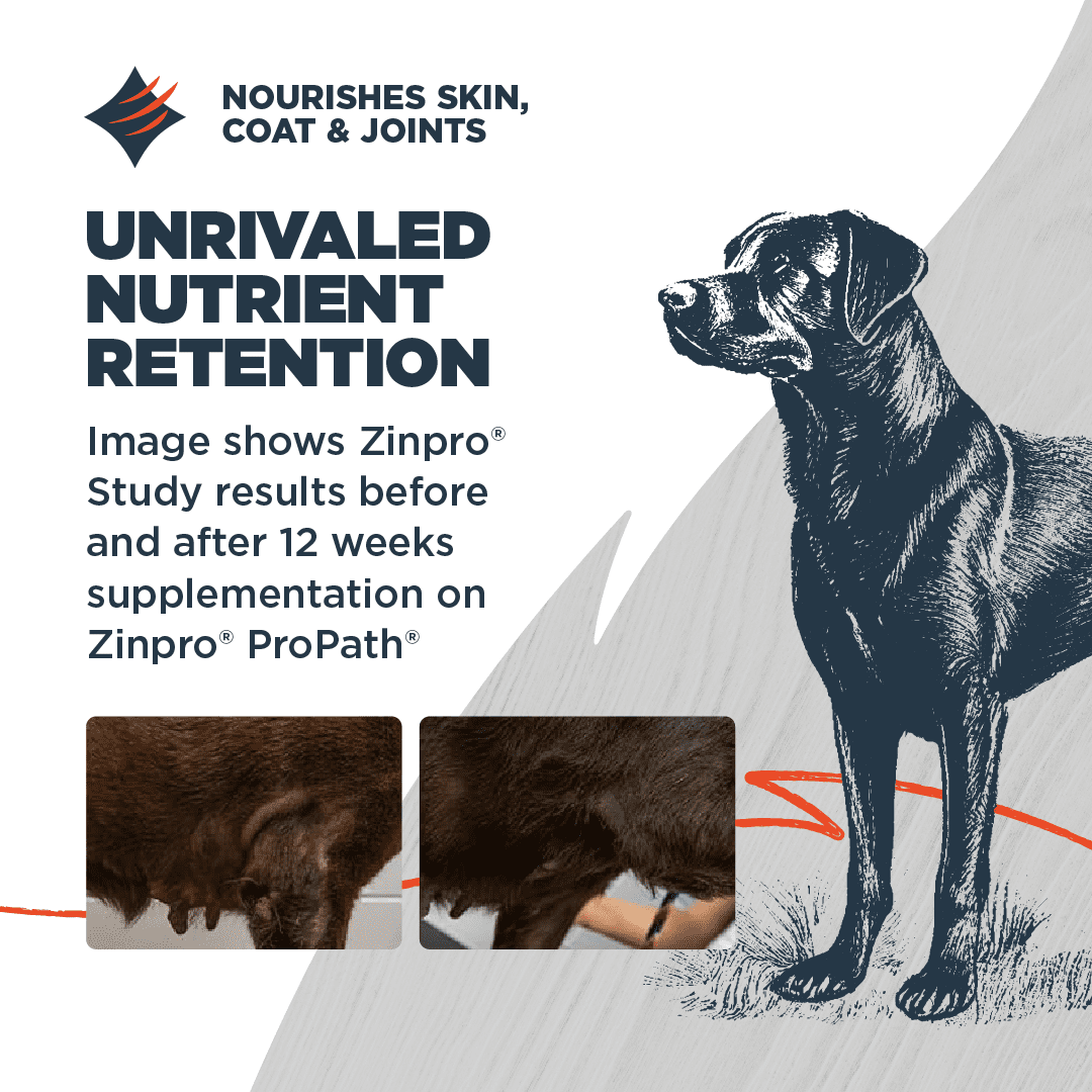 Blackwood Dry Dog Food Lamb & Chicken Meal with Ancient Grains 24 lb.